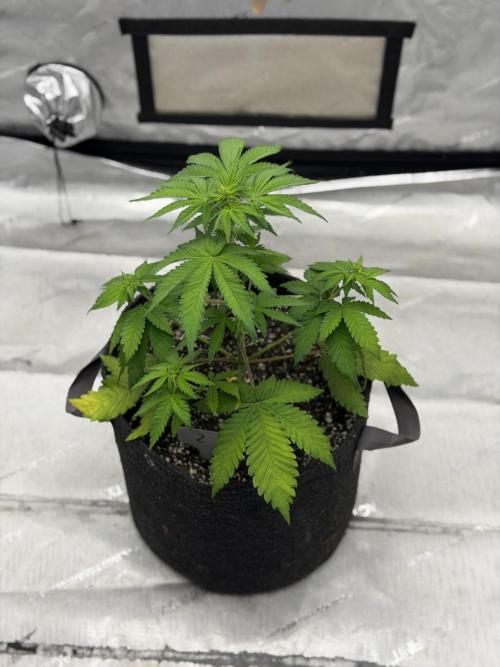BlackBerry Auto - Fast Buds. Week 4