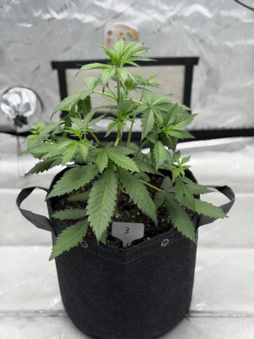BlackBerry Auto - Fast Buds. Week 4