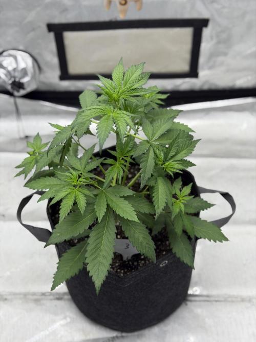 BlackBerry Auto - Fast Buds. Week 4