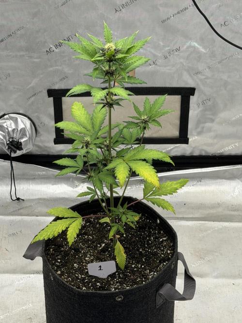 BlackBerry Auto - Fast Buds. Week 5