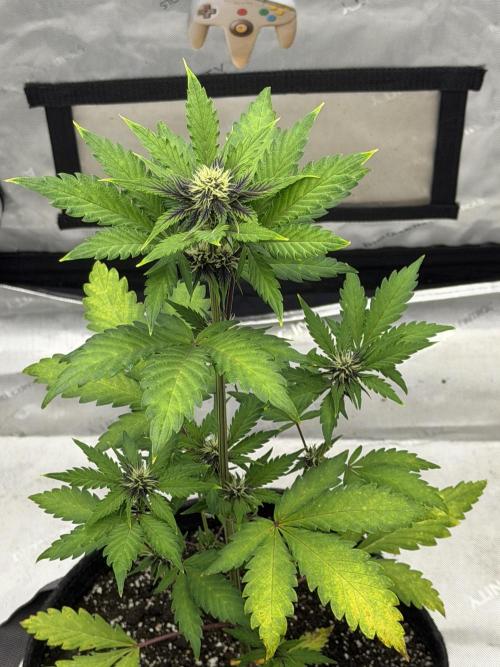 BlackBerry Auto - Fast Buds. Week 5