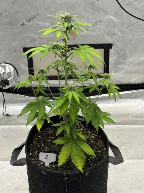 BlackBerry Auto - Fast Buds. Week 5