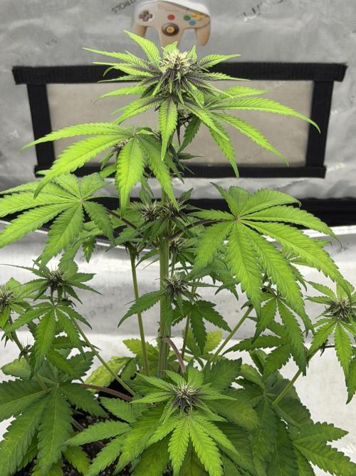 BlackBerry Auto - Fast Buds. Week 5