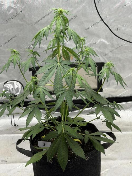 BlackBerry Auto - Fast Buds. Week 5