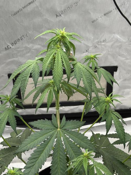 BlackBerry Auto - Fast Buds. Week 5