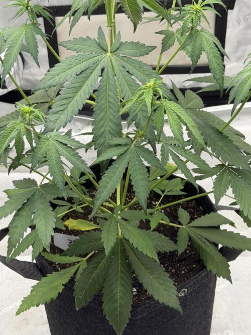 Blackberry Auto. Week 5