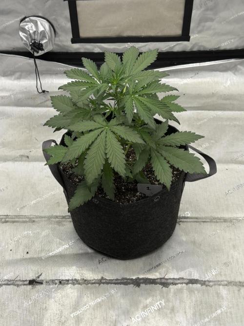 Mephisto Frost Factory. Week 4