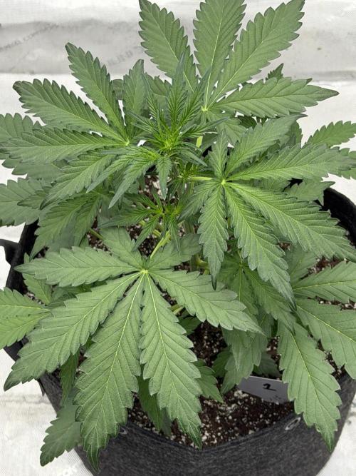 Mephisto Frost Factory. Week 4