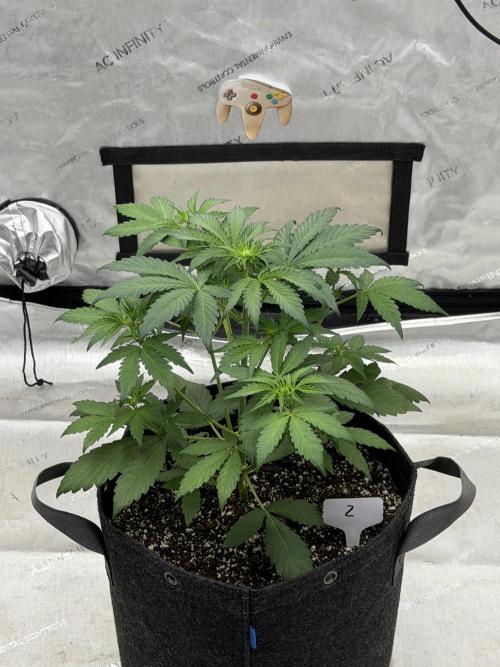 Mephisto Frost Factory. Week 4
