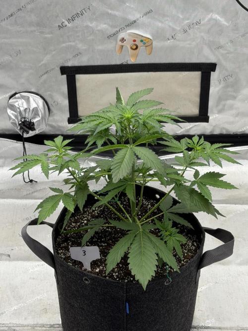 Mephisto Frost Factory. Week 4