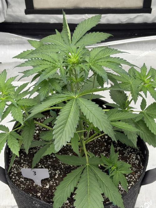 Mephisto Frost Factory. Week 4