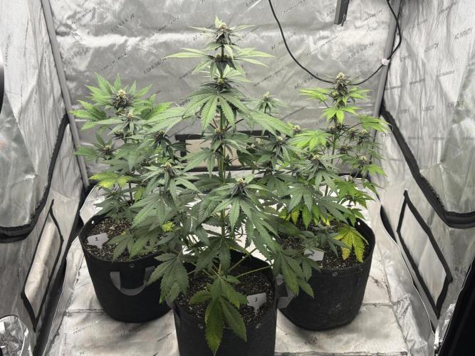 BlackBerry Auto - Fast Buds. Week 6