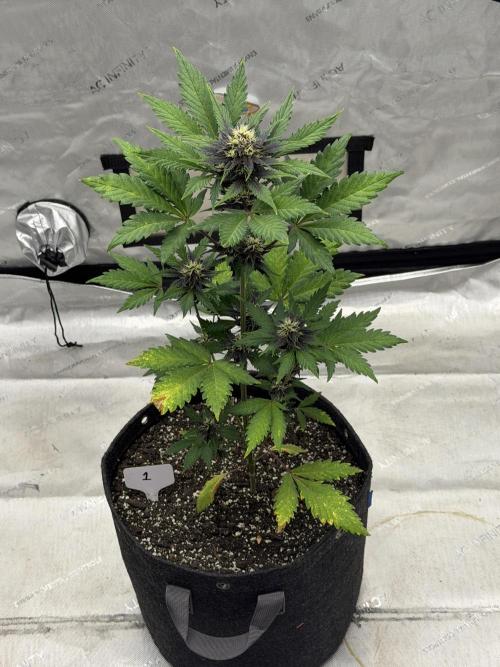 BlackBerry Auto - Fast Buds. Week 6