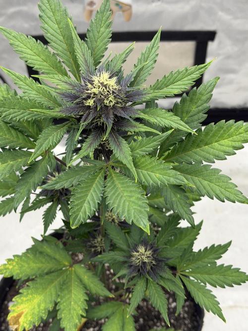 BlackBerry Auto - Fast Buds. Week 6