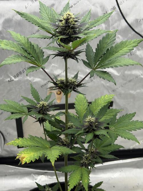 BlackBerry Auto - Fast Buds. Week 6