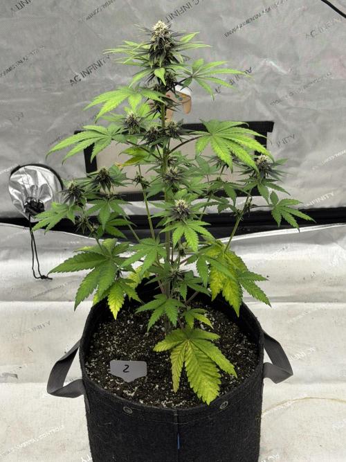 BlackBerry Auto - Fast Buds. Week 6