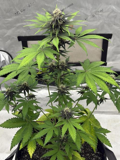 BlackBerry Auto - Fast Buds. Week 6