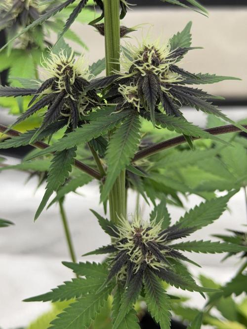 BlackBerry Auto - Fast Buds. Week 6