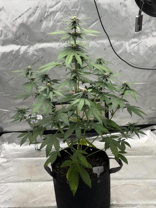 BlackBerry Auto - Fast Buds. Week 6