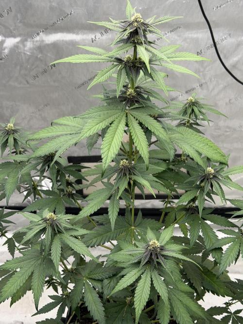 BlackBerry Auto - Fast Buds. Week 6