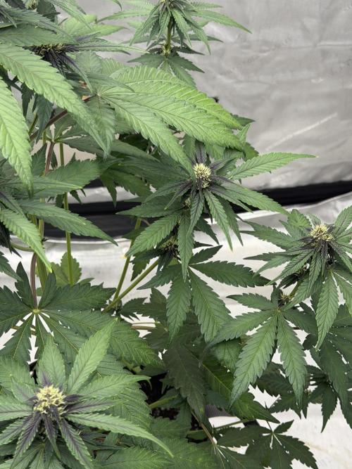 BlackBerry Auto - Fast Buds. Week 6