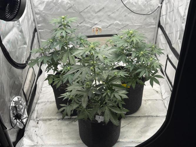Mephisto Frost Factory. Week 5