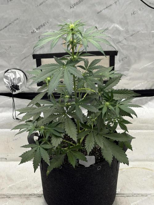 Mephisto Frost Factory. Week 5