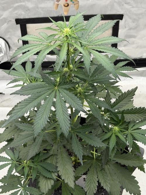 Mephisto Frost Factory. Week 5