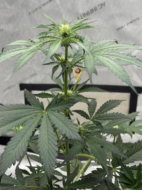 Mephisto Frost Factory. Week 5