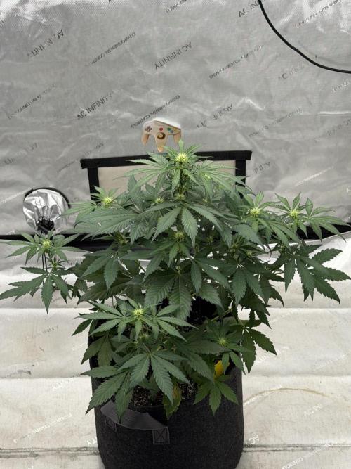 Mephisto Frost Factory. Week 5