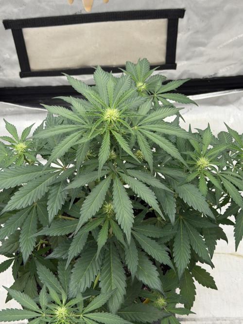 Mephisto Frost Factory. Week 5