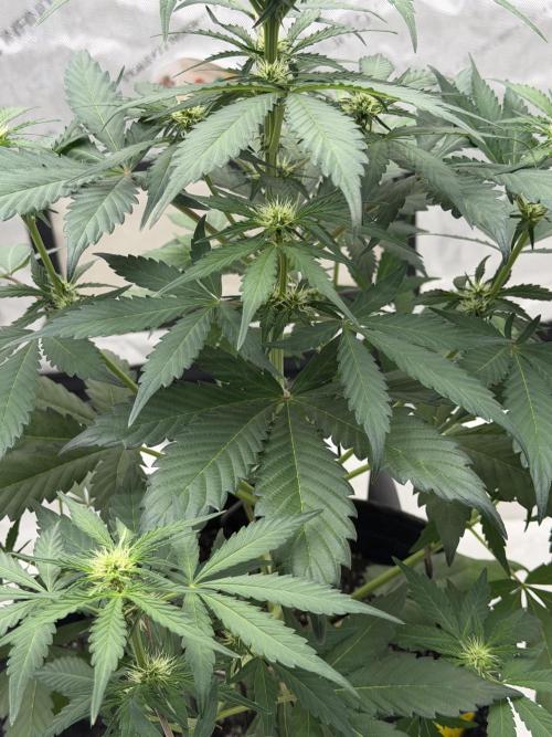 Mephisto Frost Factory. Week 5
