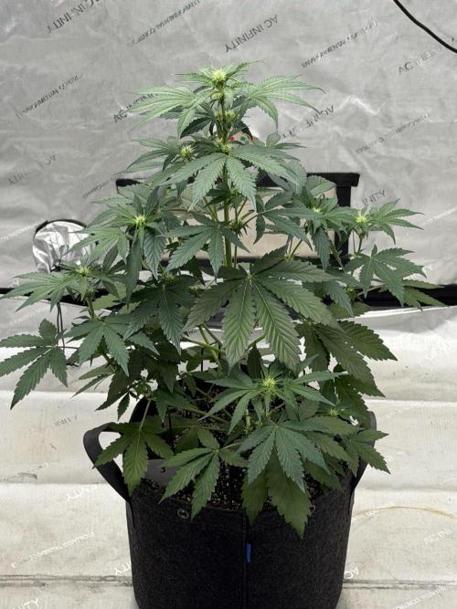 Mephisto Frost Factory. Week 5
