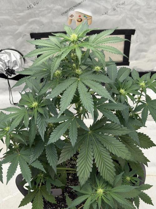 Mephisto Frost Factory. Week 5