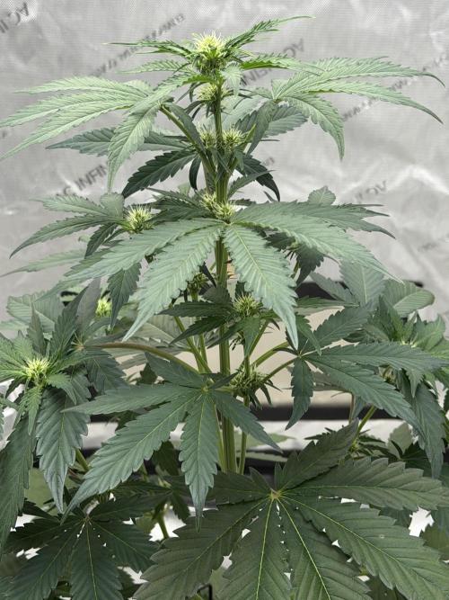 Mephisto Frost Factory. Week 5
