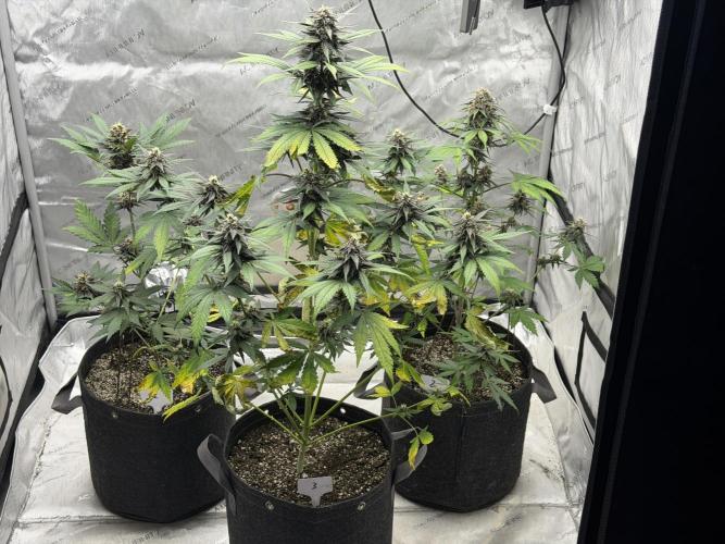 BlackBerry Auto - Fast Buds. Week 7
