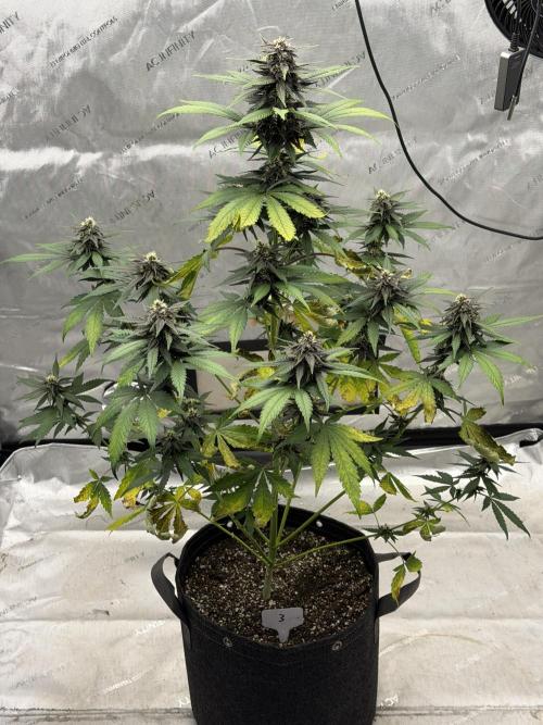 BlackBerry Auto - Fast Buds. Week 7