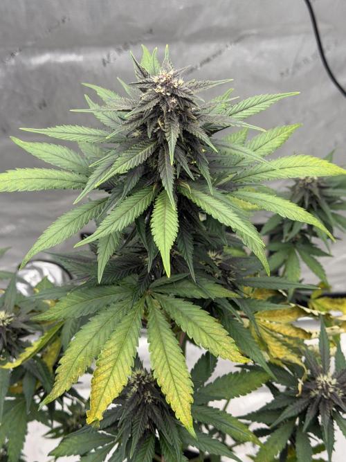 BlackBerry Auto - Fast Buds. Week 7