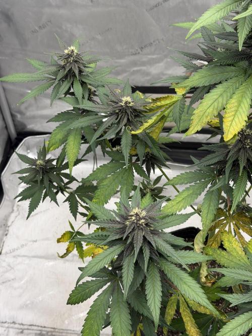 BlackBerry Auto - Fast Buds. Week 7