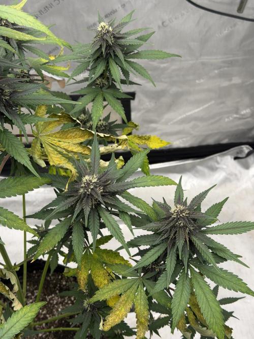 BlackBerry Auto - Fast Buds. Week 7