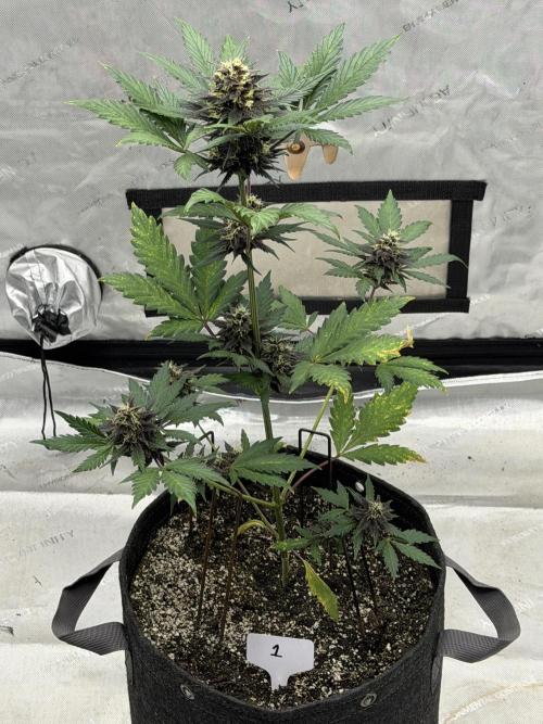 BlackBerry Auto - Fast Buds. Week 7