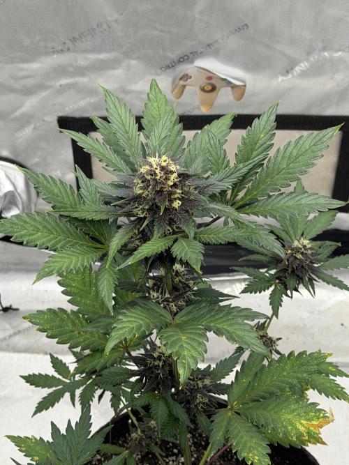 BlackBerry Auto - Fast Buds. Week 7