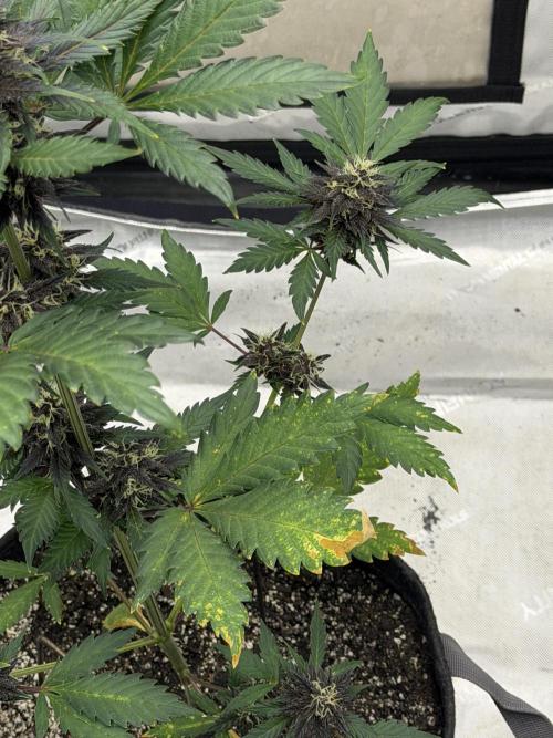 BlackBerry Auto - Fast Buds. Week 7