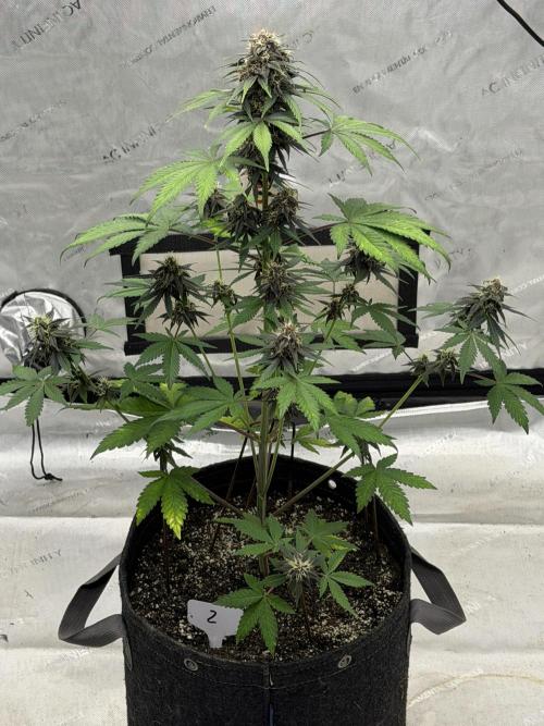 BlackBerry Auto - Fast Buds. Week 7