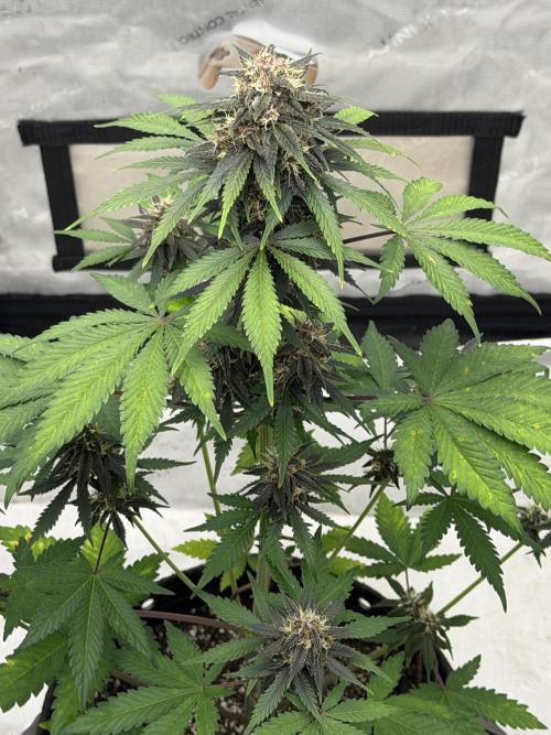 BlackBerry Auto - Fast Buds. Week 7