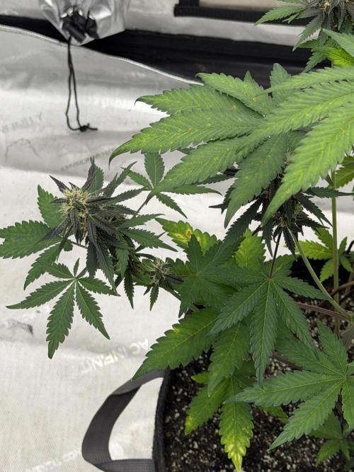 BlackBerry Auto - Fast Buds. Week 7