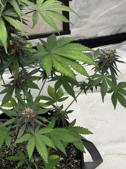 BlackBerry Auto - Fast Buds. Week 7