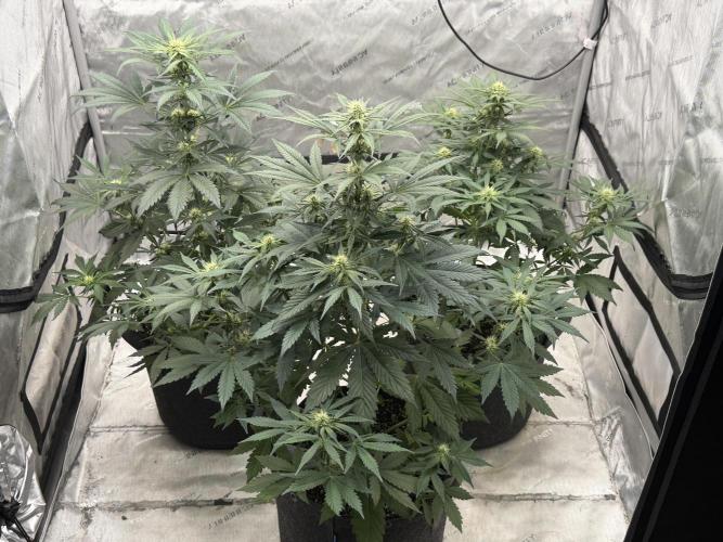 Mephisto Frost Factory. Week 6