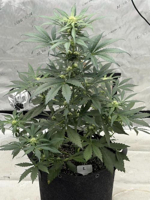 Mephisto Frost Factory. Week 6