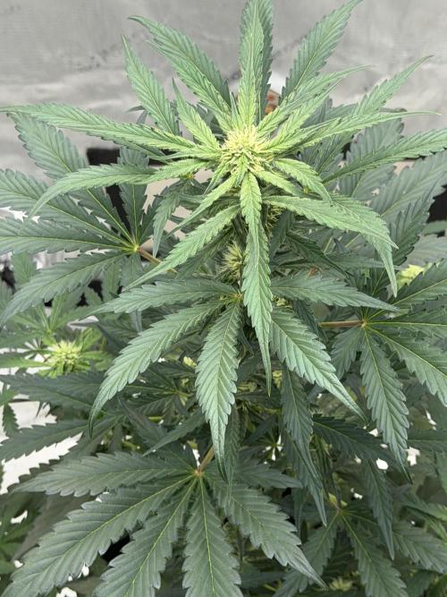 Mephisto Frost Factory. Week 6